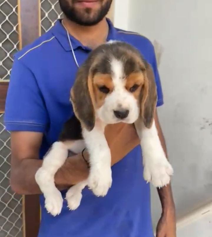 Order Female Beagle  Puppy from Bangalore